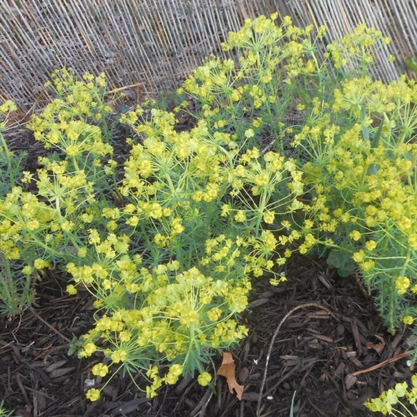 Look! Gopher Spurge - 4 Live rooted plants- helps to keep voles, moles out!!