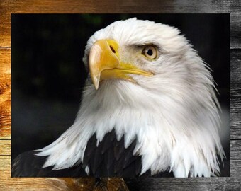 Bald Eagle Art Print, Minimalist Wildlife Home Decor