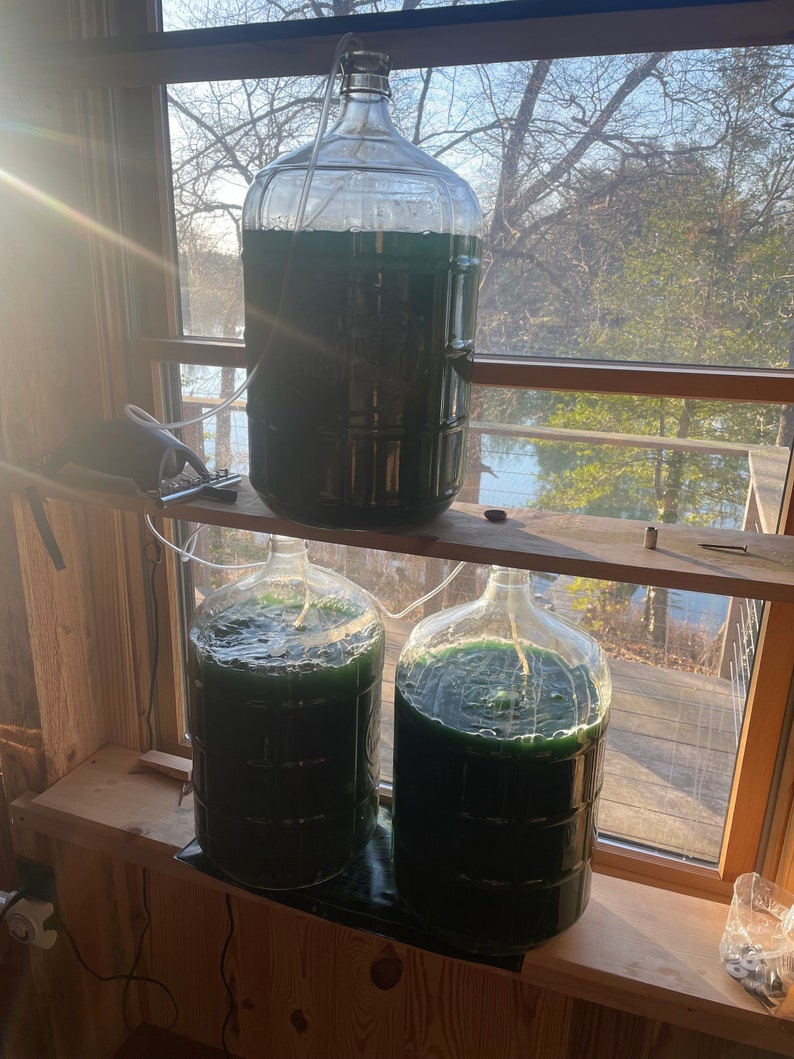 500ml Live Spirulina Culture Etsy