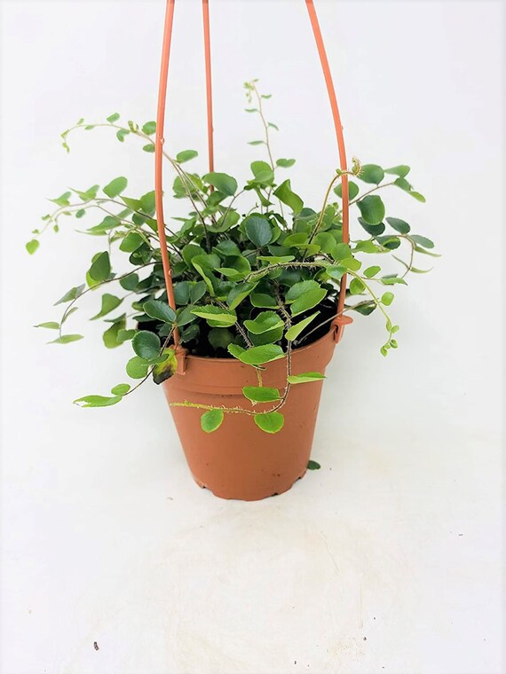 Fern Button Live Plant 4"Hanging Pot Basket Pellaea Easy to Grow Outdoor Indoor 