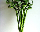 18 Inches Spiral Lucky Bamboo 10 stalks 10 Bottles of green Lucky Bamboo Fertilizer Plant Food