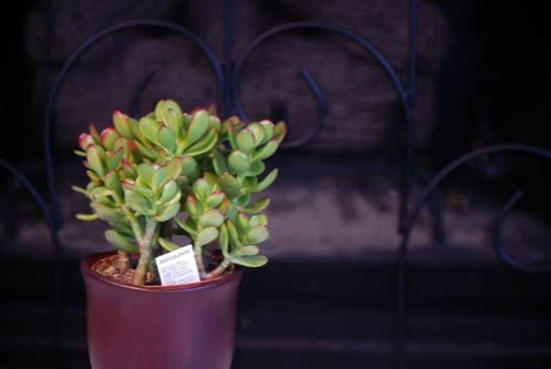 Jade Plant Bonsai With Fertilizer 4 Color Red Ceramic Etsy