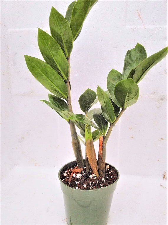ZZ Plant Zamioculcas Zamiifolia 4'' Pot Etsy