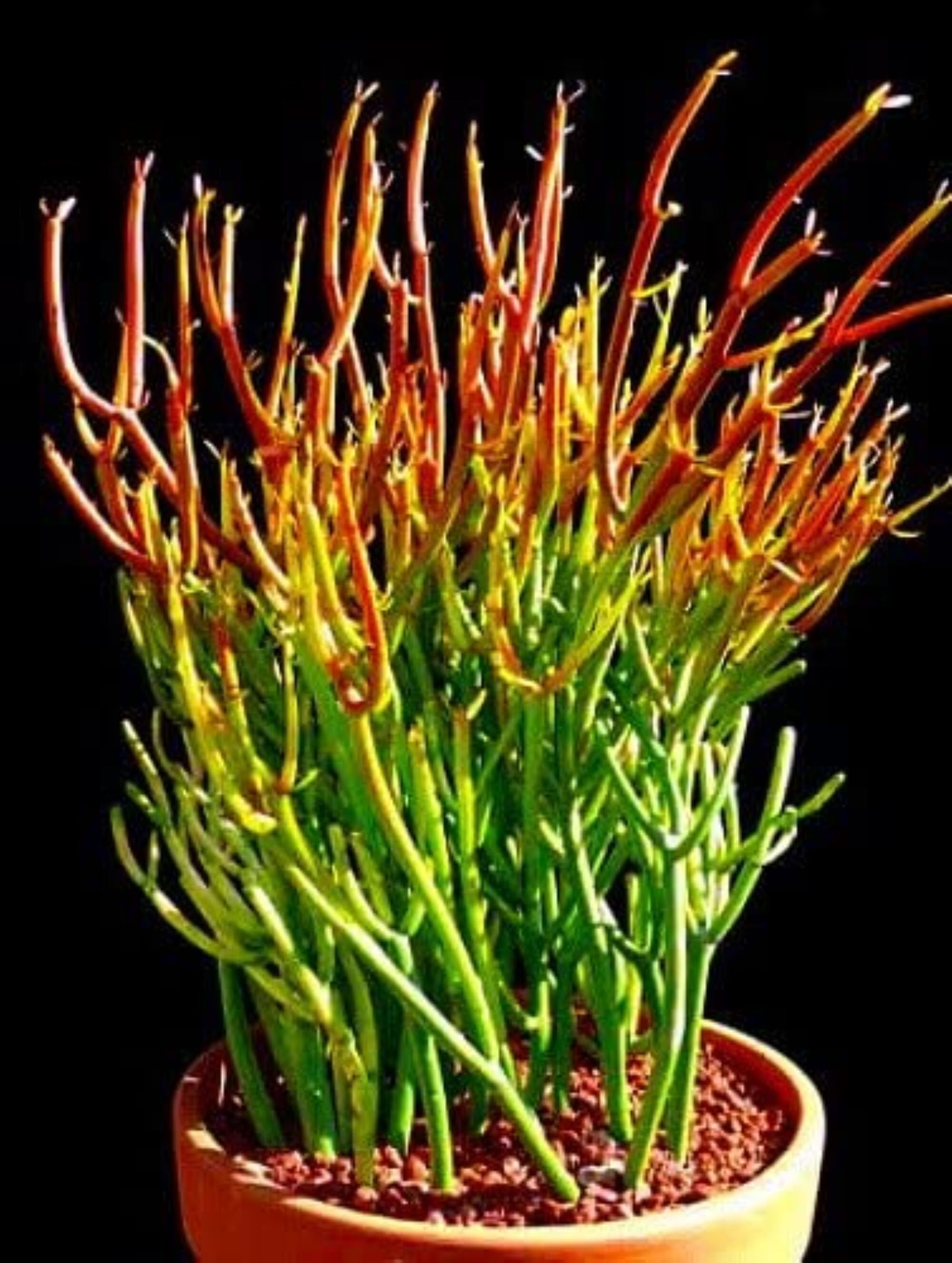 Fire Sticks Pencil Cactus 6 Pot Euphorbia Easy to Grow - Etsy Fire Sticks Pencil Cactus 6 Pot Euphorbia Easy to Grow - Etsy