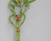 Double Heartshape Lucky Bamboo -Live Home Decor Gift
