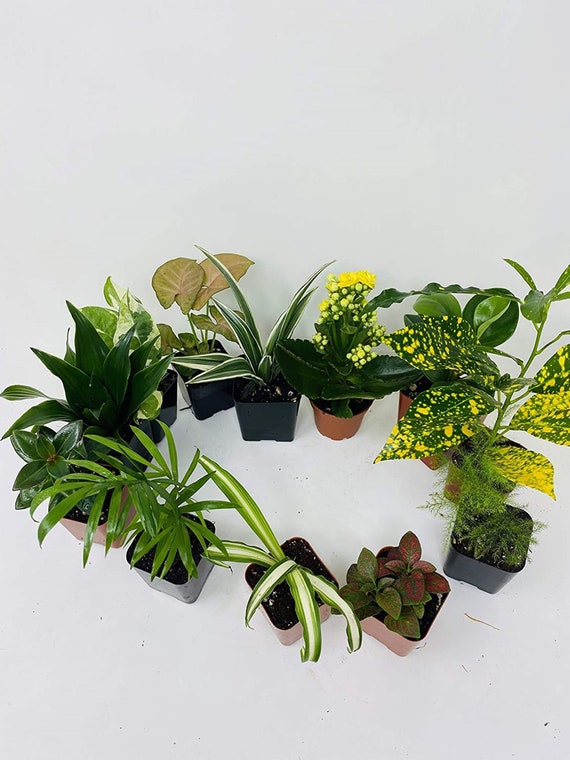 ajustar construcción Fortaleza 5 Plantas Terrario y Jardín de Hadas Plantas en macetas de - Etsy España ajustar construcción Fortaleza 5 Plantas Terrario y Jardín de Hadas Plantas en macetas de - Etsy España