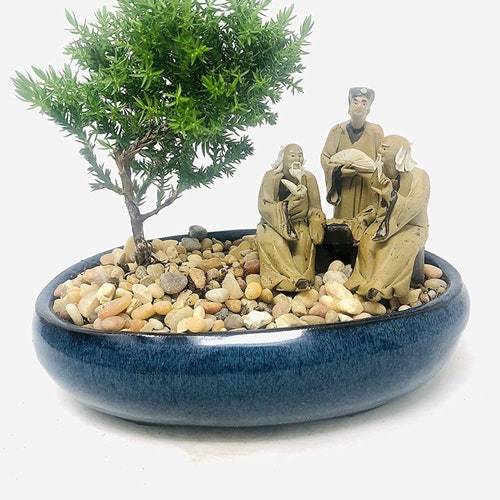 Juniper Tree Bonsai With Ceramic Square Pot Added Rock Etsy