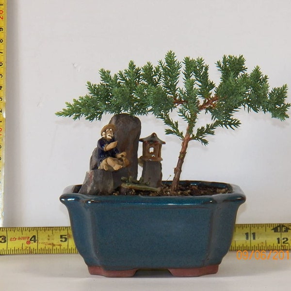 Juniper Bonsai Tree Etsy
