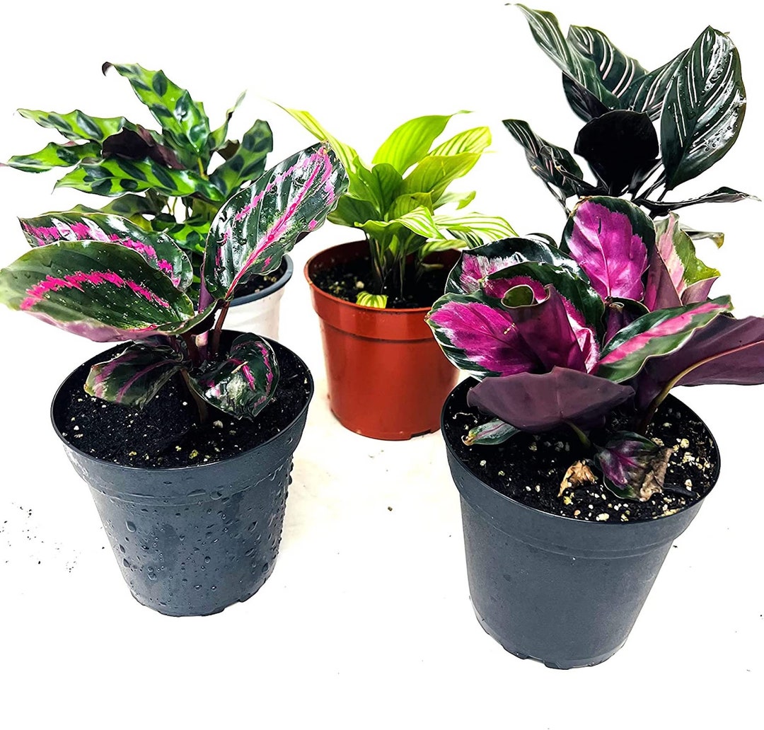 Colección de variedades de 3 plantas de Calathea Fácil de - Etsy México