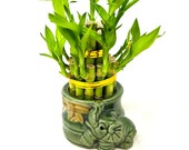 Lucky Bamboo 2tiered 3 quot and 5 quot stalks in 2.5 quot Ceramic Elephant Vase -Unique arrangements -Live plants -Home decor