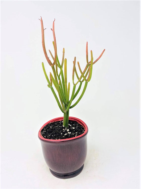 Euphorbia Tirucalli' Pencil Cactus Succulent Cuttings - Etsy Euphorbia Tirucalli' Pencil Cactus Succulent Cuttings - Etsy