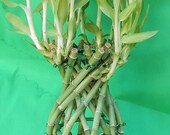 Lucky Bamboo Desing Pineapple 23 Stalkof 6-8 Inches Tall