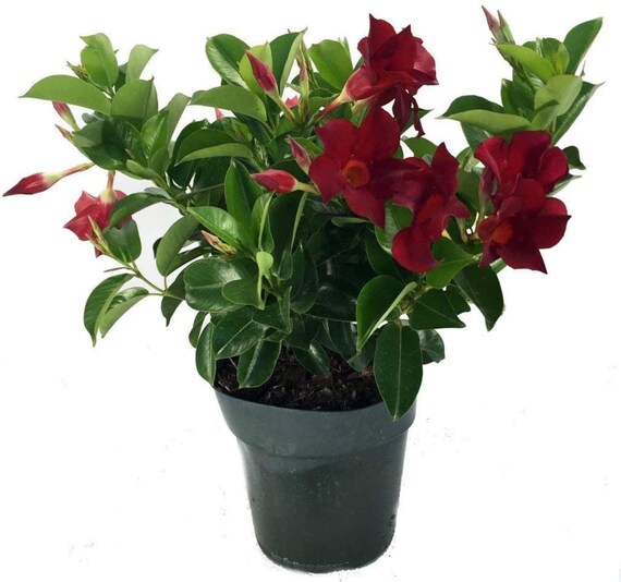 Red Brazilian Jasmine Plant 6 Pot Mandevilla Plant Etsy