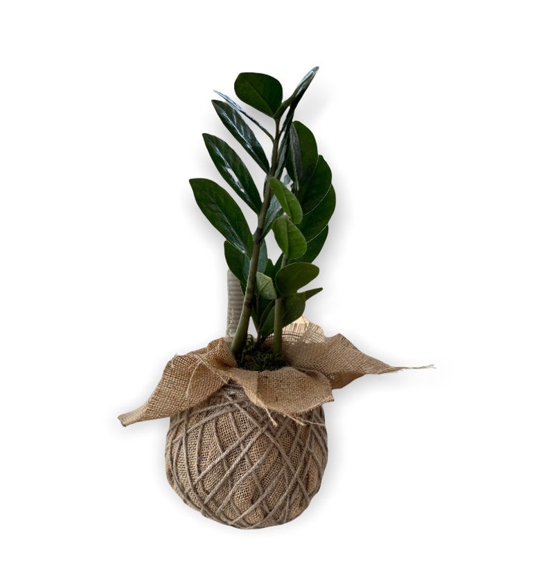 Lovnplants ZZ Plant Kokedama