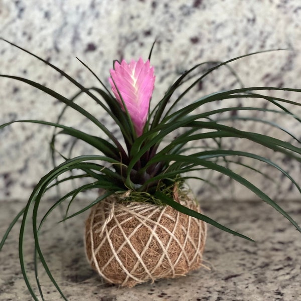 Pink Quill Kokedamas