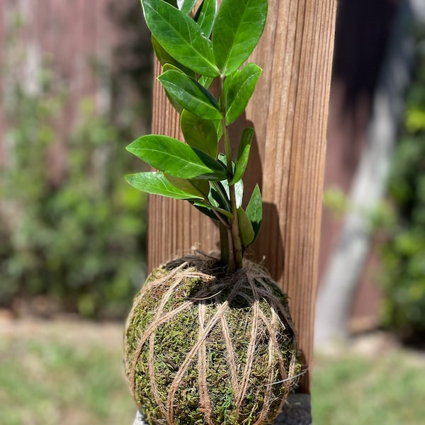 Kokedama Etsy