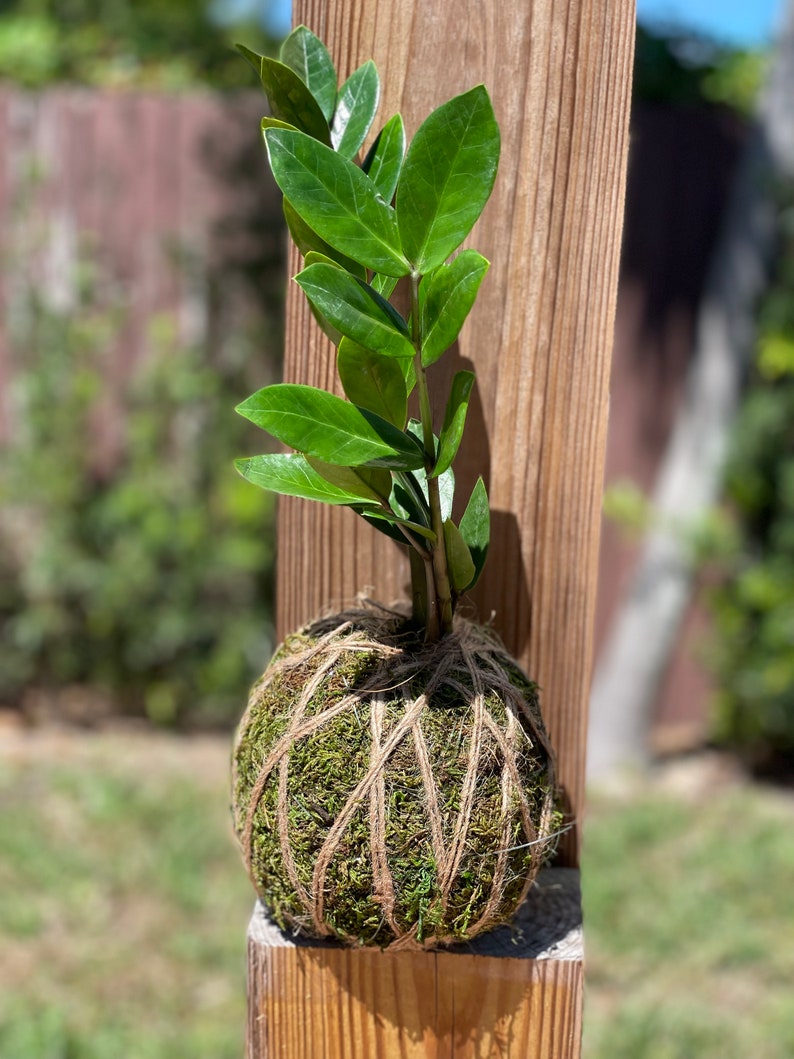 Lovnplants ZZ Plant Kokedama - Thumbnail 2
