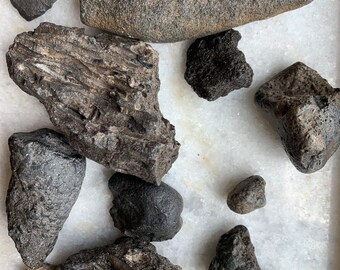 Variety of Unknown fossils