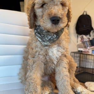 本物の木を再利用した犬の首輪バンダナ
