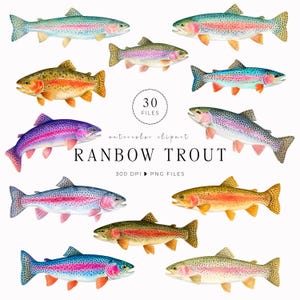 Peut inclure: Une collection de 30 illustrations à l'aquarelle de truites arc-en-ciel dans diverses couleurs et poses. Le texte indique 30 FILES, watercolor clipart, RAINBOW TROUT, 300 DPI et PNG FILES. Ces graphiques de poissons présentent des écailles détaillées.