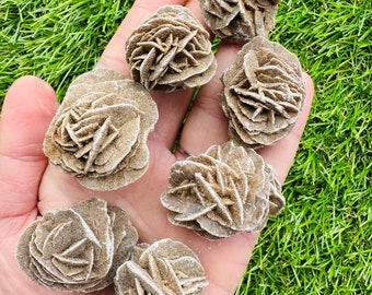 Puede incluir: Una colección de siete cristales de rosa del desierto, también conocidos como rosas de arena, en varios tamaños y formas. Los cristales son de color marrón claro y tienen una textura delicada y en capas.