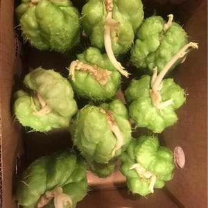 Op de afbeelding: Een kartonnen doos gevuld met verschillende groene chayote-pompoenen. De pompoenen hebben een bobbelige textuur en laten witte wortels ontkiemen. De doos is bruin en heeft een rechthoekige vorm.