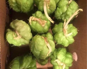 Chayote-startväxter