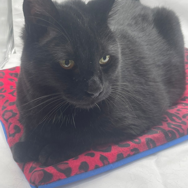 以下が含まれることがあります： 緑色の目をした黒い猫が、赤と黒のヒョウ柄の猫用ベッドに横たわっています。ベッドの縁は青色です。