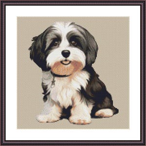 May include: A black and white Havanese dog with brown eyes and a pink nose sits on a beige background.