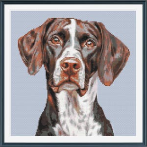 May include: A close-up portrait of a brown and white German Shorthaired Pointer dog. The dog has a serious expression and is looking directly at the camera.