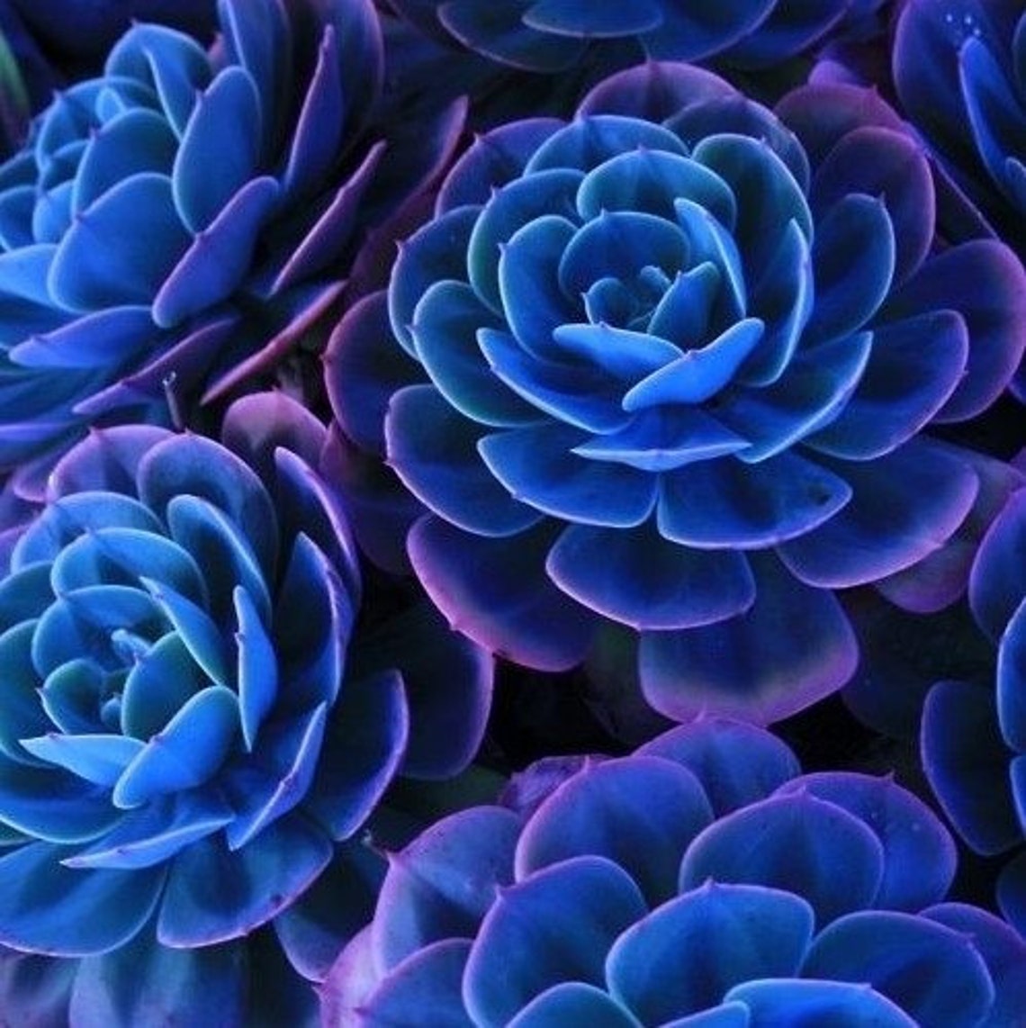 Blue Succulents Witchford Lithops Seeds Cactus Seeds - Etsy Canada