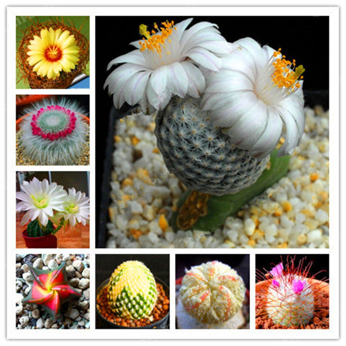 Mixed Rare Cactus Seeds 100pcs/pack Etsy