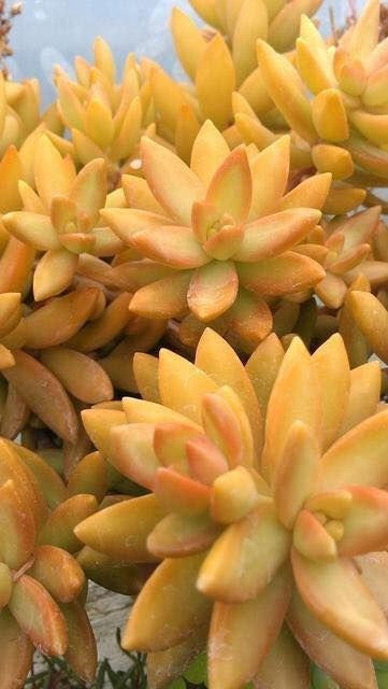 Mixed Mini Succulent Seeds 100pcs/pack Etsy