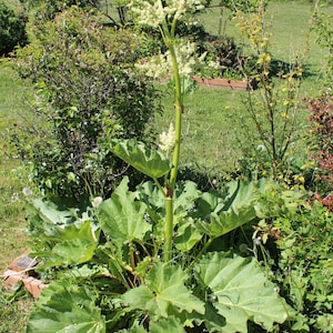 May include: A close-up of a rhubarb plant with large, green leaves and a tall, flowering stalk. The plant is in a garden setting with other plants and greenery in the background. The leaves are broad and textured.