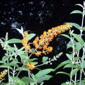 Buddleja, Madagascar, esquejes sin raíces (5)
