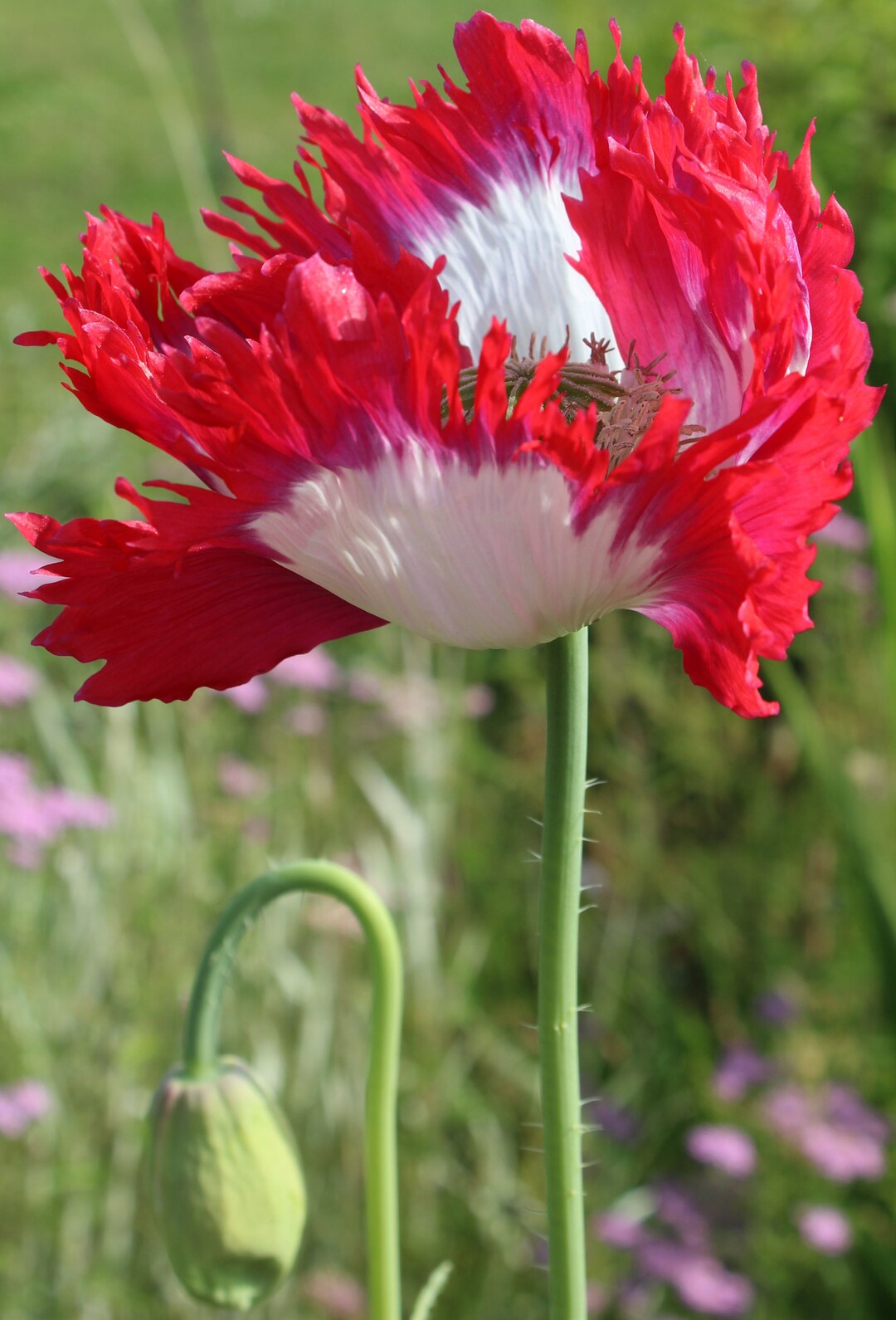 Poppy, Breadseed 'danish Flag' 500 Seeds Etsy