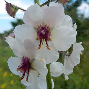 Mullein, Moth &#39;White Blush&#39; 150 seeds