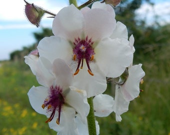 Mullein, Moth 'White Blush' 220 seeds