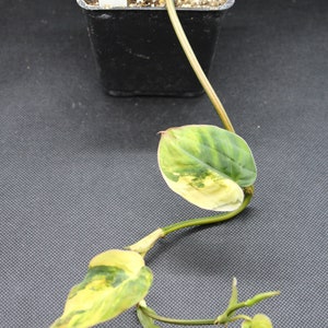 Philodendron, Variegated Velvet Leaf 'Variegata' rooted plant image 8
