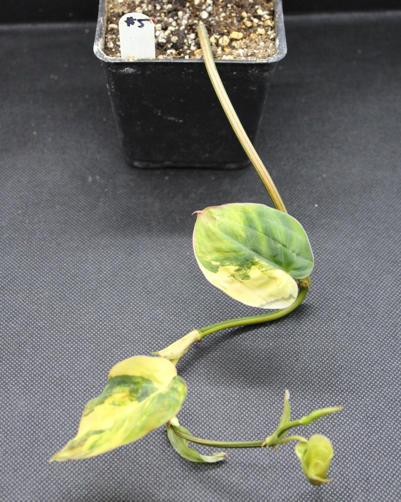 Philodendron, Variegated Velvet Leaf 'Variegata' rooted plant image 8