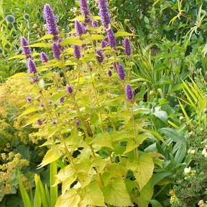 Mint, Korean &#39;Golden Jubilee&#39; 50 seeds