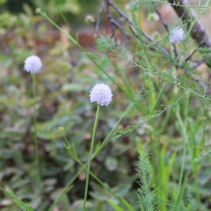 May include: A close-up shot of a light purple flower with a spherical bloom, set against a backdrop of green foliage. The flower sits atop a slender, green stem, with other plants and branches in the background.