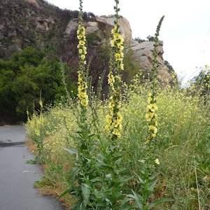 Mullein, Wand 200 seeds