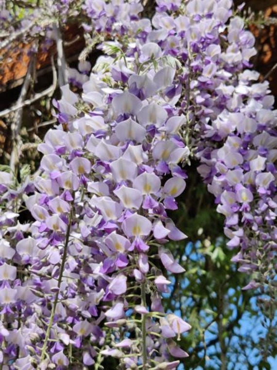 Wisteria, Japanese 'lawrence' Seeds - Etsy