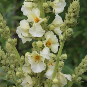 Mullein, Woolly &#39;Snow Maiden&#39; (&#39;Spica&#39;) seeds