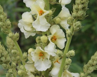 Mullein, Woolly 'Snow Maiden' ('Spica') seeds