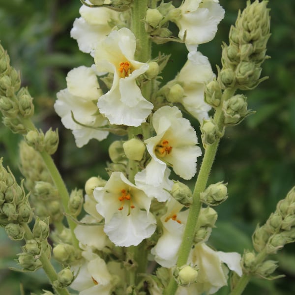 Mullein, Woolly 'Snow Maiden' ('Spica') seeds