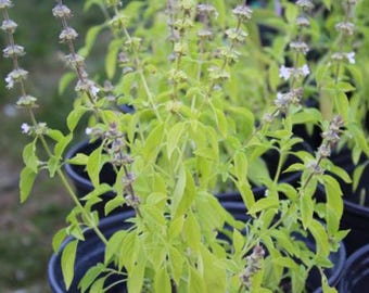 Basil, Sweet Lemon 'Mrs. Burns' seeds