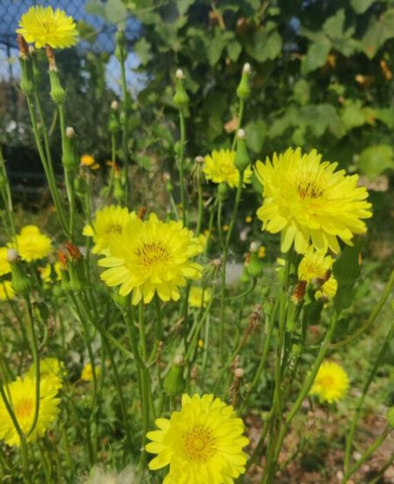 Chicory, Small-flower Seeds - Etsy