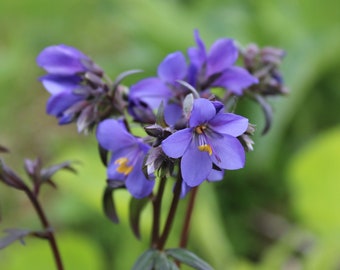 Jacobs Ladder 'Purple Rain' seeds